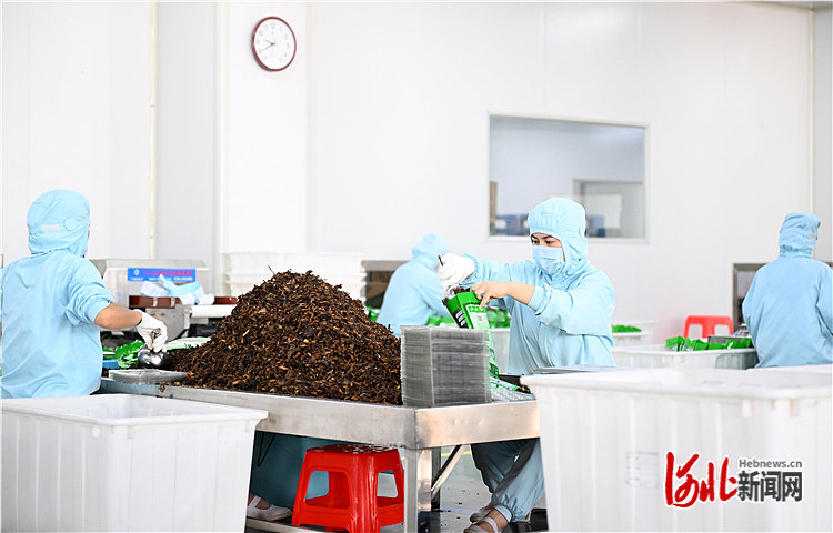 河北滄州:產(chǎn)業(yè)升級(jí)助力鄉(xiāng)村振興